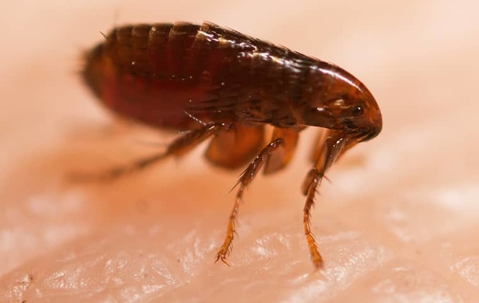 Ultimate Flea Pest Control Guide
