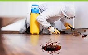 Easy Cockroach Control Tips For Your Home